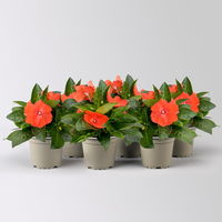 Edellieschen orange/hellrot, Topf-Ø 12 cm, 6 Pflanzen