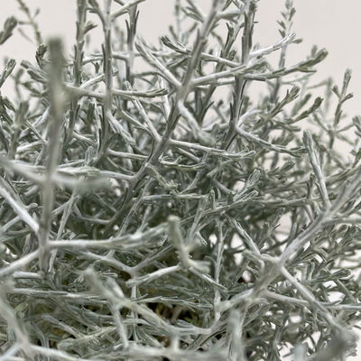 Pflanzenkreation Herbstspaziergang pink-silber, 6 Pflanzen inkl. Erde Pflanzenkreation Herbstspaziergang pink-silber, 6 Pflanzen inkl. Erde