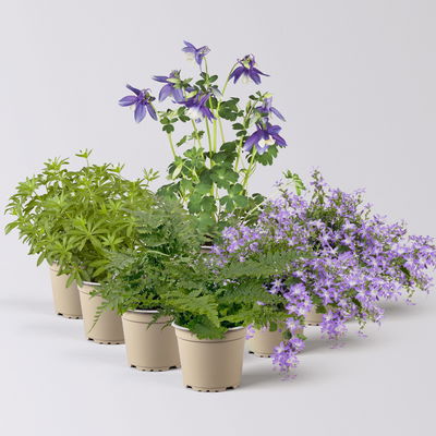 Pflanzenkreation Gartenmagie, groß, 7 Pflanzen Pflanzenkreation Gartenmagie, groß, 7 Pflanzen