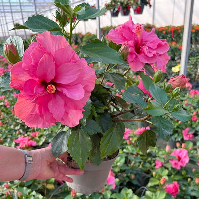 Hibiskus, gefüllte Blüte, Farben zufällig, Topf-Ø 17 cm, 2 Pflanzen