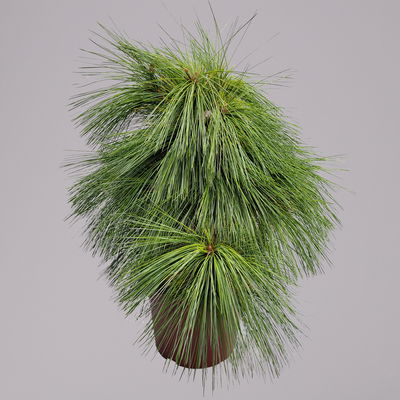 Schwerin-Kiefer, Höhe 40-60 cm, Topf 4 Liter, 2er-Set Schwerin-Kiefer, Höhe 40-60 cm, Topf 4 Liter, 2er-Set