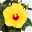 Hibiskus, gelb, mit Keramiktopf Dallas anthrazit, Topf-Ø 13 cm, 2er-Set