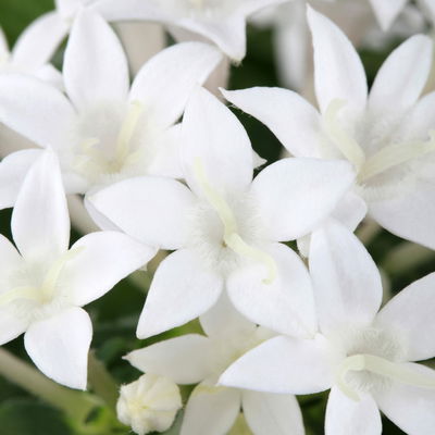 Pentas lanceolata in Keramiktopf Dallas weiß, Weißtöne, Topf-Ø 12 cm