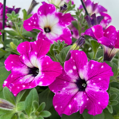 Hängepetunie 'Circus Sky', pink-weiß, Ampeltopf 27 cm Ø mit Wasserspeicher