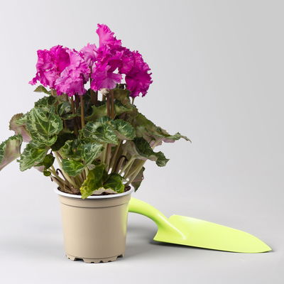 Alpenveilchen 'Merengue®' lila, gefranst, Topf-Ø 10,5 cm, 4 Pflanzen