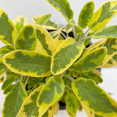 Bio Goldsalbei, Topf-Ø 12cm