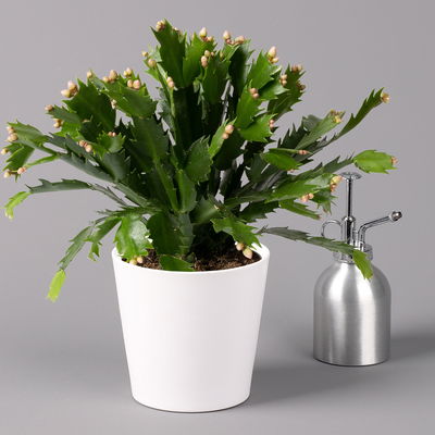 Weihnachtskaktus, orange, mit Übertopf weiß, Topf-Ø 12 cm, 2 Pflanzen