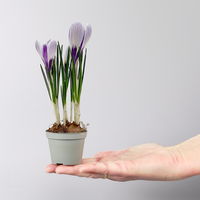 Krokus Mini, lila-weiß gestreift, Topf-Ø 6 cm, 10 Pflanzen