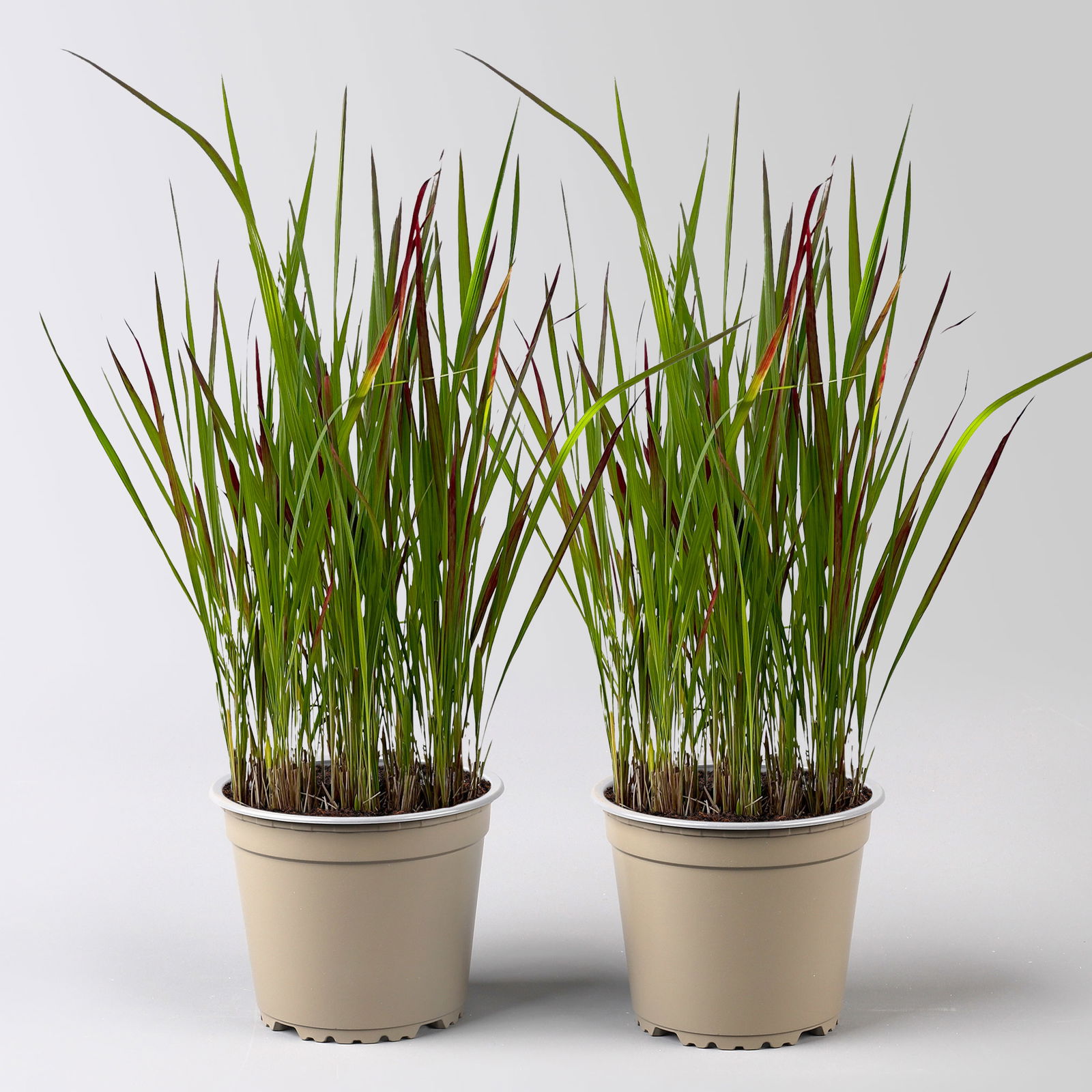 Japanisches Blutgras 'Red Baron', Blattspitzen in rot, Topf -Ø 19 cm, 2 Pflanzen Japanisches Blutgras 'Red Baron', Blattspitzen in rot, Topf -Ø 19 cm, 2 Pflanzen