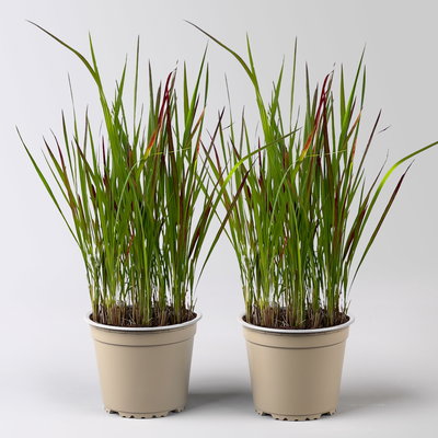 Japanisches Blutgras 'Red Baron', Blattspitzen in rot, Topf -Ø 19 cm, 2 Pflanzen Japanisches Blutgras 'Red Baron', Blattspitzen in rot, Topf -Ø 19 cm, 2 Pflanzen