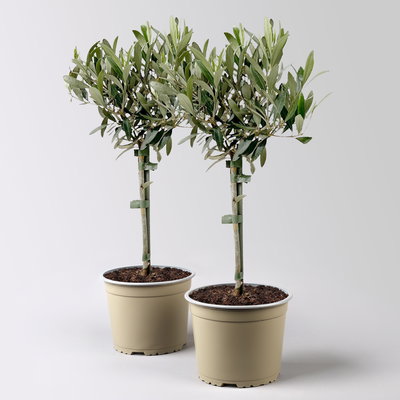 Olivenbaum, Stämmchen, Topf-Ø 16 cm, Höhe ca. 60 cm, 2 Pflanzen