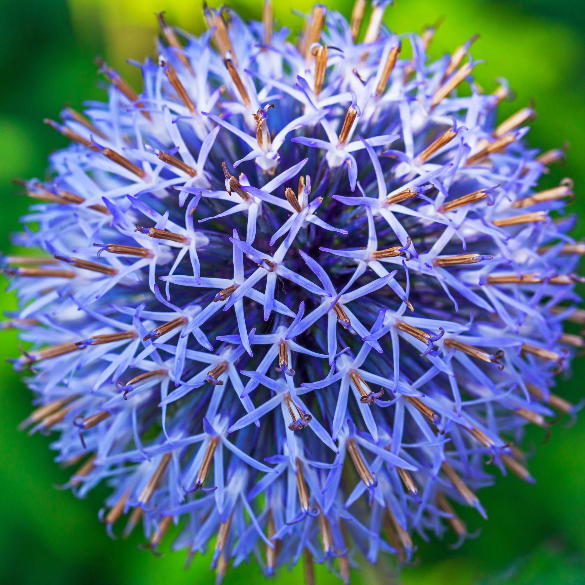 Kugeldistel 'Taplow Blue' blau, Topf 11x11 cm, 3 Pflanzen kaufen
