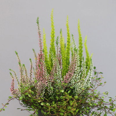 Heidepflanzen Mix, Topf-Ø 10,5 cm, 6 Pflanzen