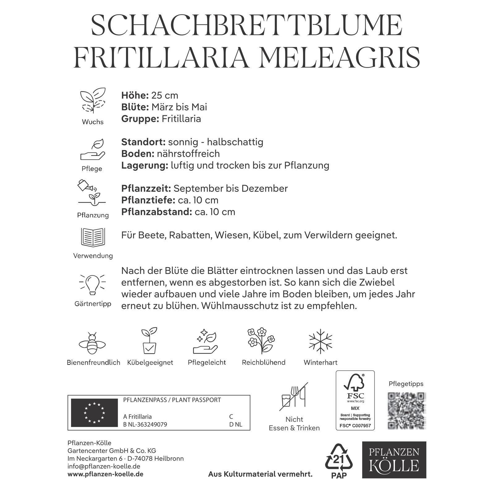 Schachbrettblume (Fritillaria Meleagris) lila/weiß, 10 Blumenzwiebeln