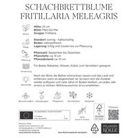 Schachbrettblume (Fritillaria Meleagris) lila/weiß, 10 Blumenzwiebeln