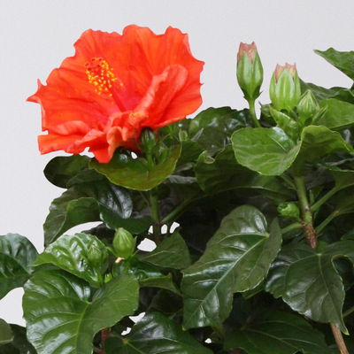 Hibiskus, Farbe zufällig, Busch, Topf-Ø 21 cm, Höhe ca. 50 cm