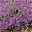 Phlox subulata 'Purple Beauty' violett, Topf-Ø 12 cm, 3er-Set