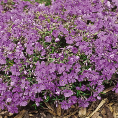 Phlox subulata 'Purple Beauty' violett, Topf-Ø 11x11 cm, 3 Pflanzen Phlox subulata 'Purple Beauty' violett, Topf-Ø 11x11 cm, 3 Pflanzen