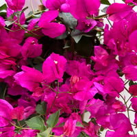 Bougainvillea pink/lila, Spalier, Topf-Ø 17 cm, Höhe ca. 50 cm