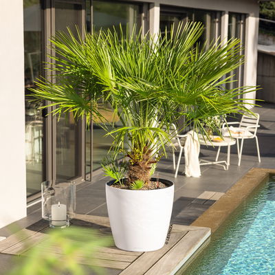 Lechuza Pflanzgefäß 'Classico LS 50', weiß, ca. 49 x 49 x H 46,5 cm Lechuza Pflanzgefäß 'Classico LS 50', weiß, ca. 49 x 49 x H 46,5 cm