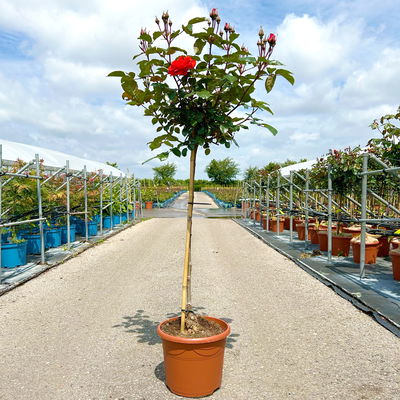 Stammrose 'Westpoint'®, Beetrose, Stammhöhe 60cm im 7,5 Liter Topf Stammrose 'Westpoint'®, Beetrose, Stammhöhe 60cm im 7,5 Liter Topf