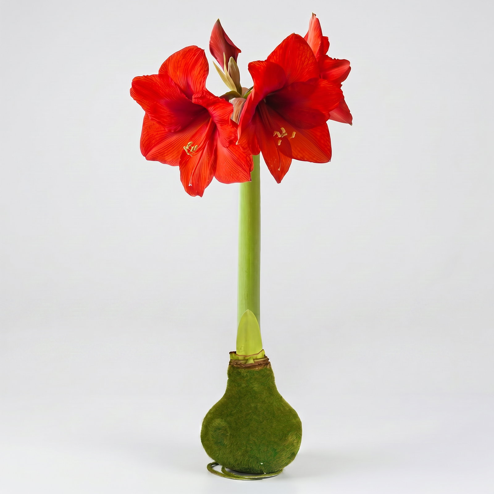 Amaryllis in Wachs XL, Dekor 'Velvet Moos', Blüte rot Amaryllis in Wachs XL, Dekor 'Velvet Moos', Blüte rot