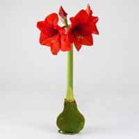 Amaryllis in Wachs XL, Dekor 'Velvet Moos', Blüte rot Amaryllis in Wachs XL, Dekor 'Velvet Moos', Blüte rot