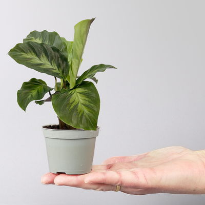 Calathea Mini Mix zufällig, Topf-Ø 7 cm, Höhe ca. 10-15 cm, 8 Pflanzen Calathea Mini Mix zufällig, Topf-Ø 7 cm, Höhe ca. 10-15 cm, 8 Pflanzen