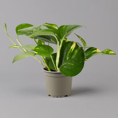 Efeutute grün-gelb, Höhe ca. 15 cm, Topf-Ø 12 cm, 3 Pflanzen