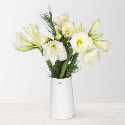 Schnittblumen-Mix aus 5 weißen Amaryllis & 5 Seidenkiefer