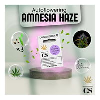 Cannabis Saatgut Hanf 'Autoflowering Amnesia Haze'