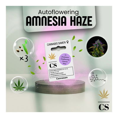 Cannabis Saatgut Hanf 'Autoflowering Amnesia Haze'