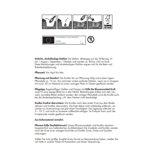 Kölles Beste Blumenknollen Einfache Dahlie 'Bishop of Dover'