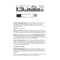 Kölles Beste Blumenknollen Einfache Dahlie 'Bishop of Dover'