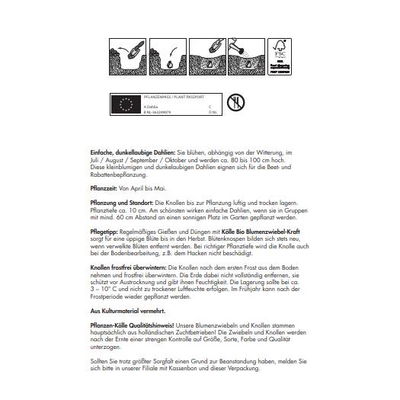 Kölles Beste Blumenknollen Einfache Dahlie 'Bishop of Dover'