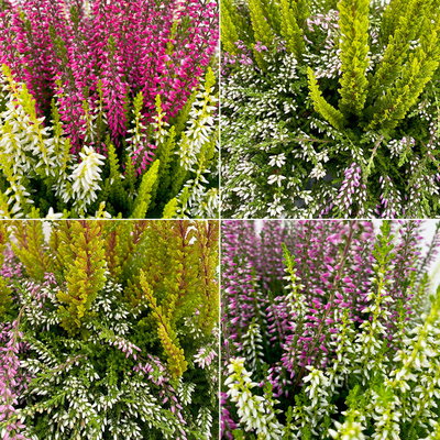 Knospenheide 'Colour Crown', zweifarbig, Farbe zufällig, Schale-Ø 23 cm