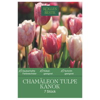 Kölles Beste Tulpenzwiebel Triumph Tulpe 'Kanok', 7 Blumenzwiebeln Kölles Beste Tulpenzwiebel Triumph Tulpe 'Kanok', 7 Blumenzwiebeln