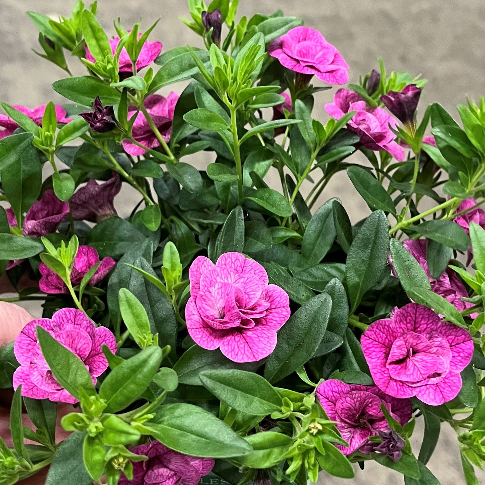 Zauberglöckchen 'Can-Can Rosies Magenta', pink, Topf-Ø 13 cm, 6 Pflanzen