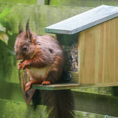 Eichhörnchen-Futterhaus