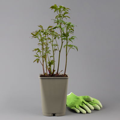 Pfingstrose, Paeonia lactiflora 'Shirley Temple', zartrosa, Topf 3 l Pfingstrose, Paeonia lactiflora 'Shirley Temple', zartrosa, Topf 3 l