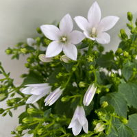 Campanula 'Ambella® White' weiß, Topf-Ø 12 cm, 3er-Set