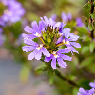 Fächerblume, blau, Topf-Ø 12 cm, 6 Pflanzen Fächerblume, blau, Topf-Ø 12 cm, 6 Pflanzen