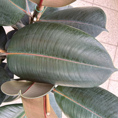 Gummibaum 'Abidjan', Topf-Ø 27 cm, Höhe ca. 90 cm