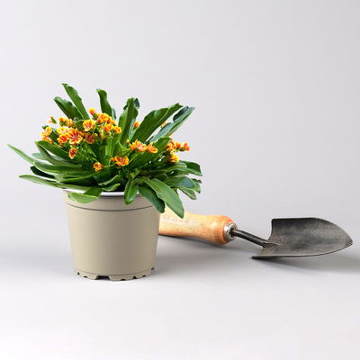 Lewisia cotyledon, Farben zufällig, Topf-Ø 12 cm, 3er-Set