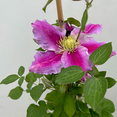 Kölle Clematis 'Piilu', 2 l Topf, 60-80 cm Kölle Clematis 'Piilu', 2 l Topf, 60-80 cm