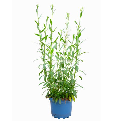 Kölles Beste Prachtkerze weiß, 19 cm Topf