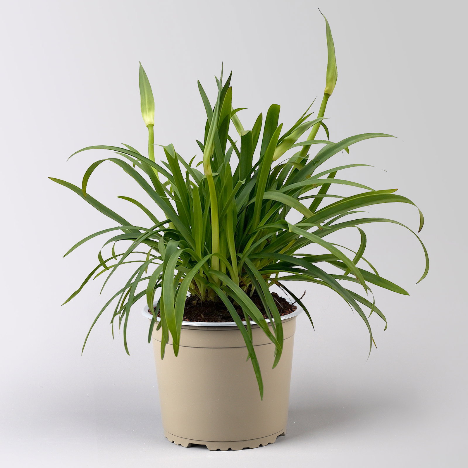 Agapanthus 'Summer Love™', weiß, Topf-Ø 17 cm, 2 Pflanzen