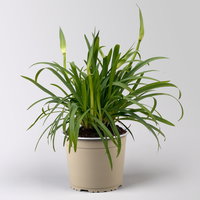 Agapanthus 'Summer Love™', weiß, Topf-Ø 17 cm, 2 Pflanzen