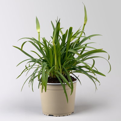 Agapanthus 'Summer Love™', weiß, Topf-Ø 17 cm, 2 Pflanzen