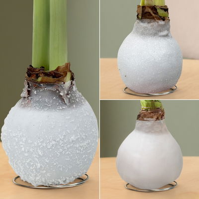 Amaryllis in Wachs, Dekor 'White Mix', zufällig, Blüte weiß, 2 Pflanzen